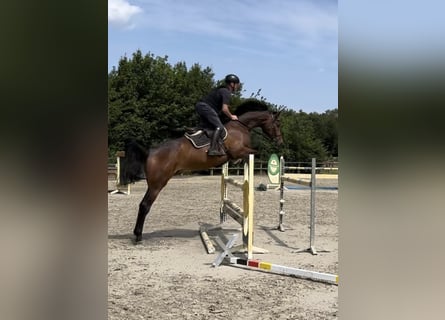 Zangersheider, Gelding, 6 years, 17,2 hh, Brown