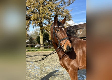 Zangersheider, Gelding, 6 years, 17 hh, Brown