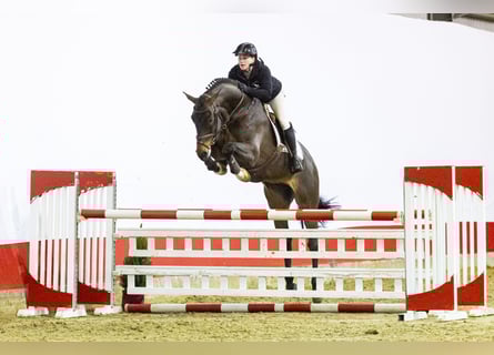 Zangersheider, Gelding, 6 years, 17 hh, Brown