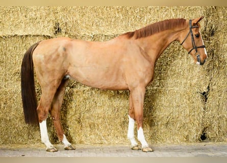 Zangersheider, Gelding, 6 years, 17 hh, Chestnut-Red