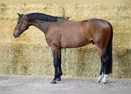 Zangersheider, Gelding, 6 years, 17,1 hh, Bay-Dark