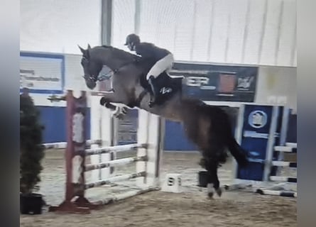 Zangersheider, Gelding, 6 years, 17,1 hh, Brown