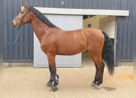 Zangersheider, Gelding, 7 years, 16.1 hh, Brown