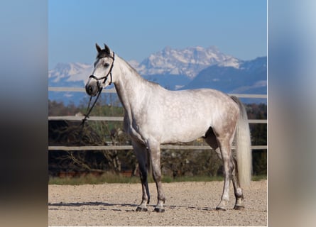 Zangersheider, Gelding, 7 years, 16.1 hh, Grey