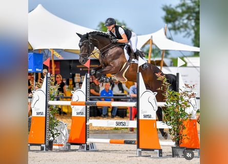 Zangersheider, Gelding, 7 years, 16.3 hh, Black