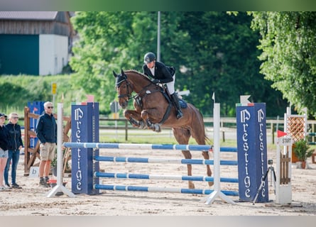 Zangersheider, Gelding, 7 years, 16.3 hh, Chestnut-Red