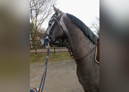 Zangersheider, Gelding, 7 years, 16 hh, Gray