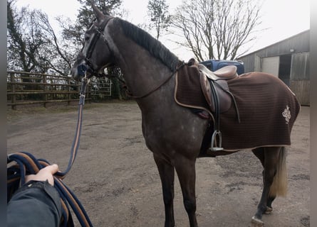 Zangersheider, Gelding, 7 years, 16 hh, Grey