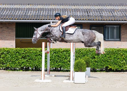 Zangersheider, Gelding, 7 years, 16 hh, Grey