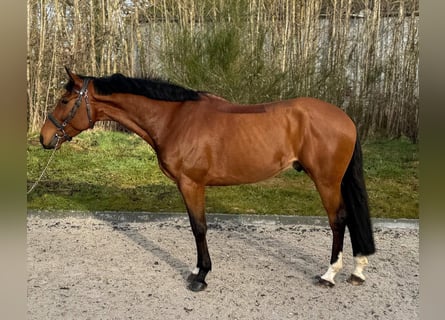 Zangersheider, Gelding, 7 years, 16,1 hh, Bay