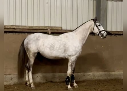Zangersheider, Gelding, 7 years, 16,1 hh