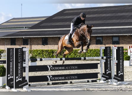 Zangersheider, Gelding, 7 years, 16,2 hh, Bay-Dark