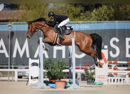 Zangersheider, Gelding, 7 years, 16,2 hh, Brown