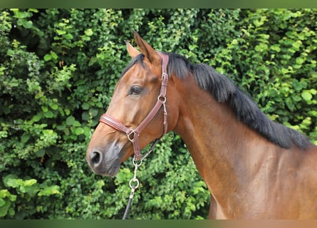 Zangersheider, Gelding, 7 years, 16,2 hh, Brown