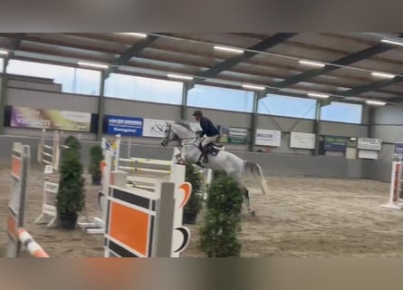 Zangersheider, Gelding, 7 years, 16,2 hh, Grey-Dapple
