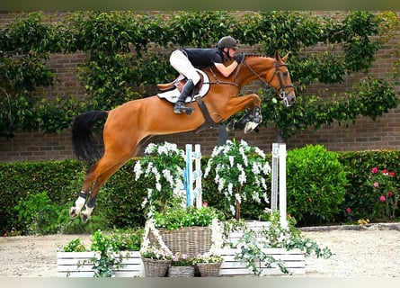 Zangersheider, Gelding, 7 years, 16,3 hh, Brown
