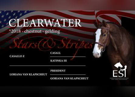 Zangersheider, Gelding, 7 years, 16,3 hh, Chestnut-Red