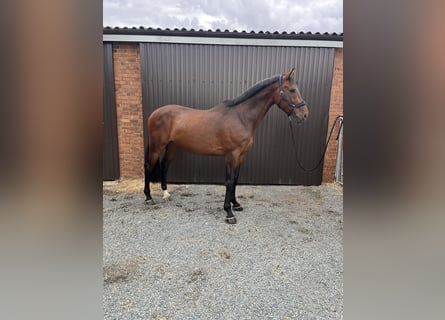 Zangersheider, Gelding, 7 years, 17.1 hh, Bay-Dark