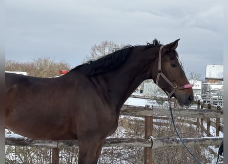 Zangersheider, Gelding, 7 years, 17.3 hh, Bay-Dark