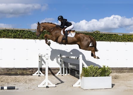 Zangersheider, Gelding, 7 years, 17 hh