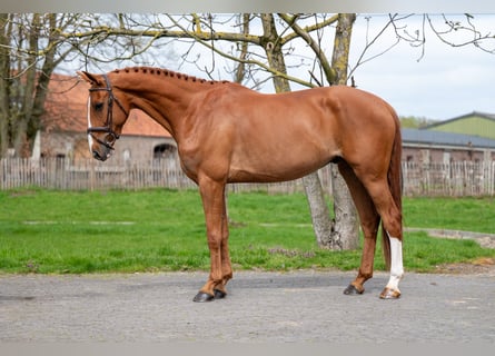 Zangersheider, Gelding, 8 years, 16.1 hh, Chestnut-Red