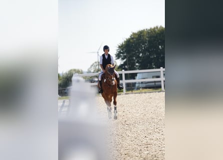 Zangersheider, Gelding, 8 years, 16,2 hh, Chestnut-Red