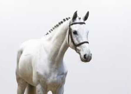 Zangersheider, Gelding, 8 years, 16,2 hh, Gray