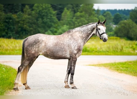 Zangersheider, Gelding, 8 years, 16.2 hh, Grey
