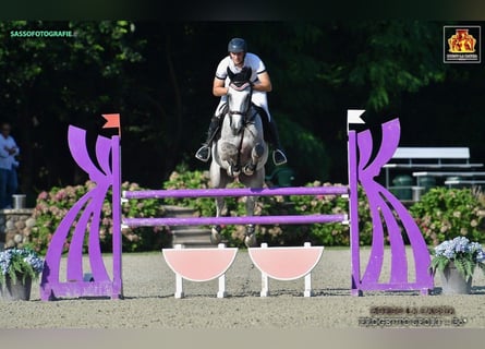 Zangersheider, Gelding, 8 years, 16.3 hh, Gray