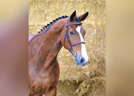 Zangersheider, Gelding, 8 years, 16 hh, Brown
