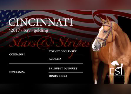 Zangersheider, Gelding, 8 years, 16,1 hh, Brown