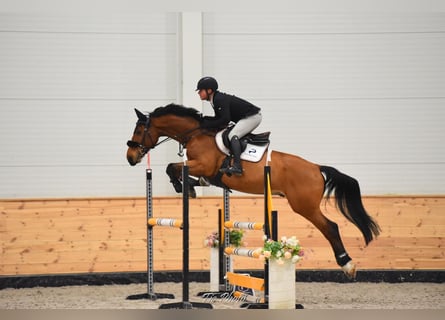 Zangersheider, Gelding, 8 years, 16,2 hh, Bay