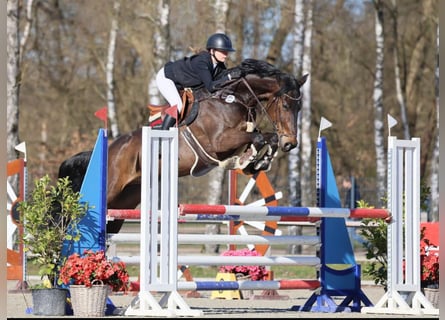 Zangersheider, Gelding, 8 years, 16,3 hh, Bay-Dark