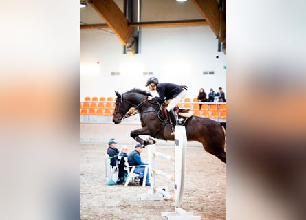 Zangersheider, Wallach, 8 Jahre, 17 hh, Brauner