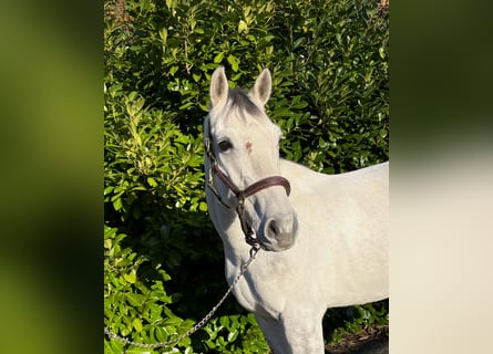 Zangersheider, Gelding, 8 years
