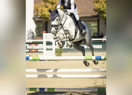 Zangersheider, Gelding, 8 years