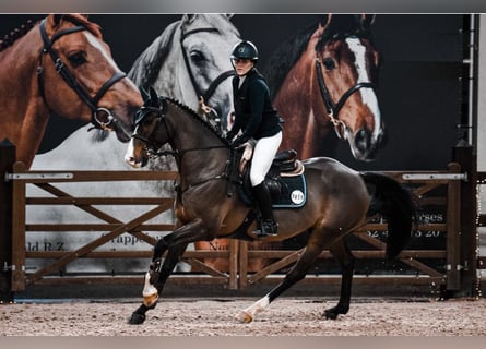 Zangersheider, Gelding, 9 years, 16 hh, Bay-Dark