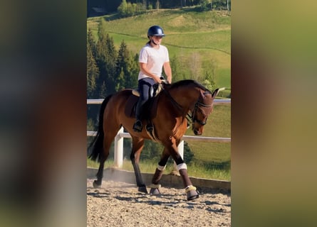 Zangersheider, Gelding, 9 years, 16 hh, Brown