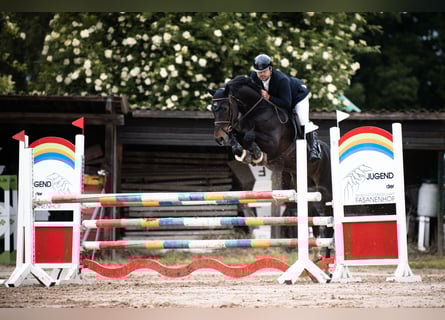 Zangersheider, Gelding, 9 years, 16,1 hh, Bay-Dark