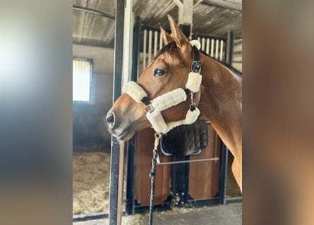 Zangersheider, Gelding, 9 years, 16,1 hh, Brown