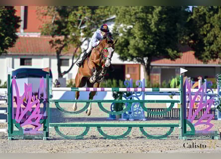 Zangersheider, Gelding, 9 years, 17,1 hh, Bay