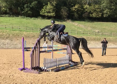 Zangersheider, Hengst, 11 Jahre, 167 cm, Rappe