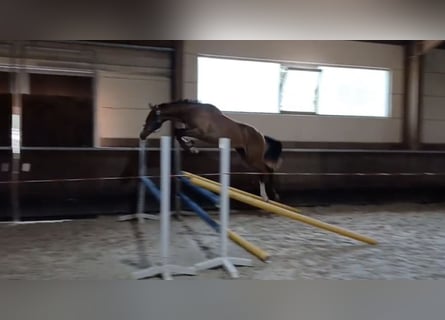 Zangersheider, Hengst, 1 Jahr, 154 cm