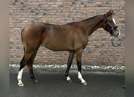 Zangersheider, Hengst, 1 Jahr, 155 cm, Dunkelbrauner