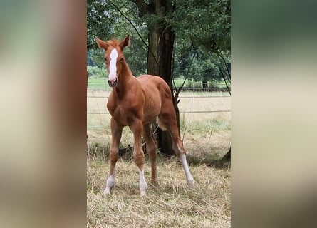 Zangersheider, Hengst, 1 Jahr, 167 cm, Fuchs