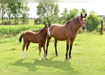 Zangersheider, Hengst, 1 Jahr, 168 cm, Rappschimmel