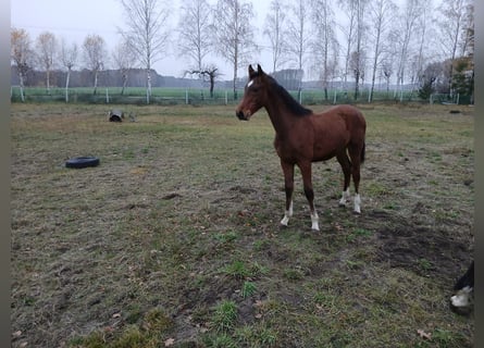 Zangersheider, Hengst, 1 Jahr, Brauner