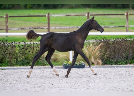 Zangersheider, Hengst, 1 Jahr, Rotbrauner