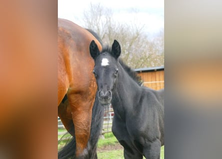 Zangersheider, Hengst, 1 Jahr, Schimmel