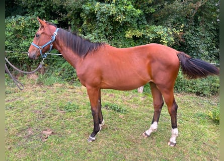 Zangersheider, Hengst, 2 Jahre, 148 cm, Brauner